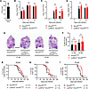 Smurf2 deficiency does not significantly affect M. tuberculosis infection i