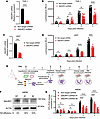SMURF2 knockdown reduces M. tuberculosis intracellular growth in human macr