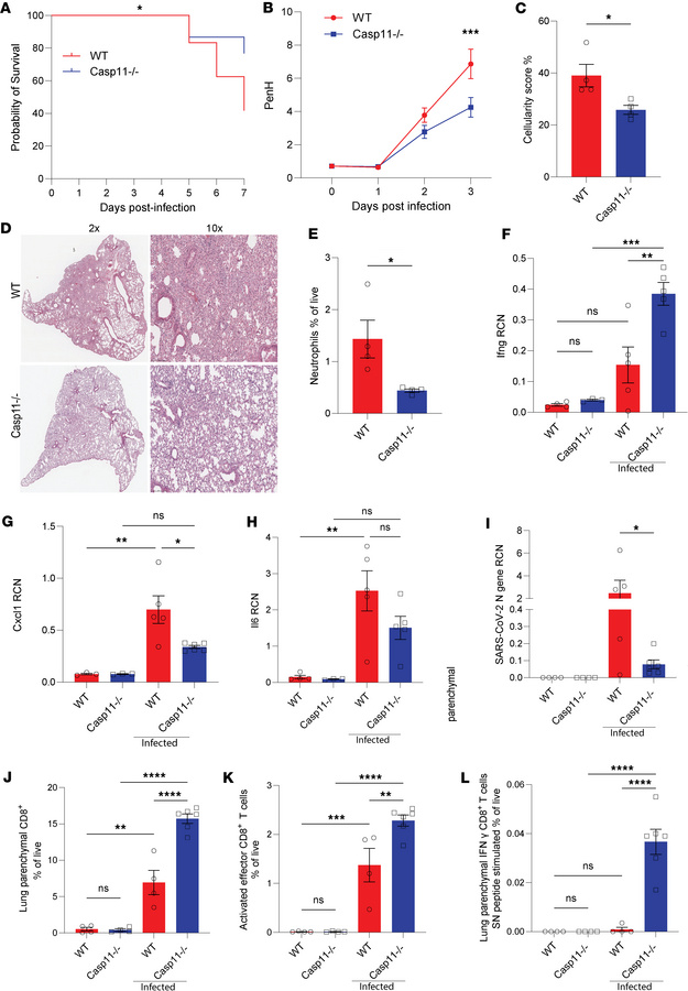 CASP11 deficiency in hematopoietic immune cells enhances survival, reduc...