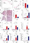 CASP11 deficiency in hematopoietic immune cells enhances survival, reduces