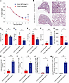 Cx3cr1-expressing MPS cell-specific CASP11 deletion enhances antiviral CD8+