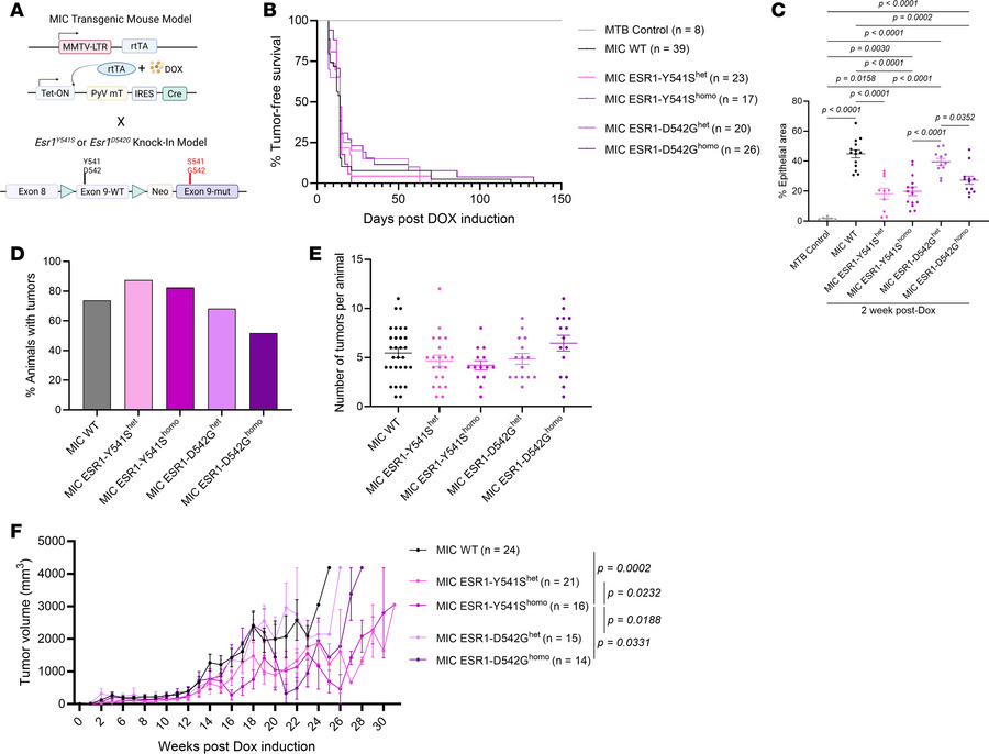 Tumor kinetic characterization of Y541Shet/homo and D542Ghet/homo point ...
