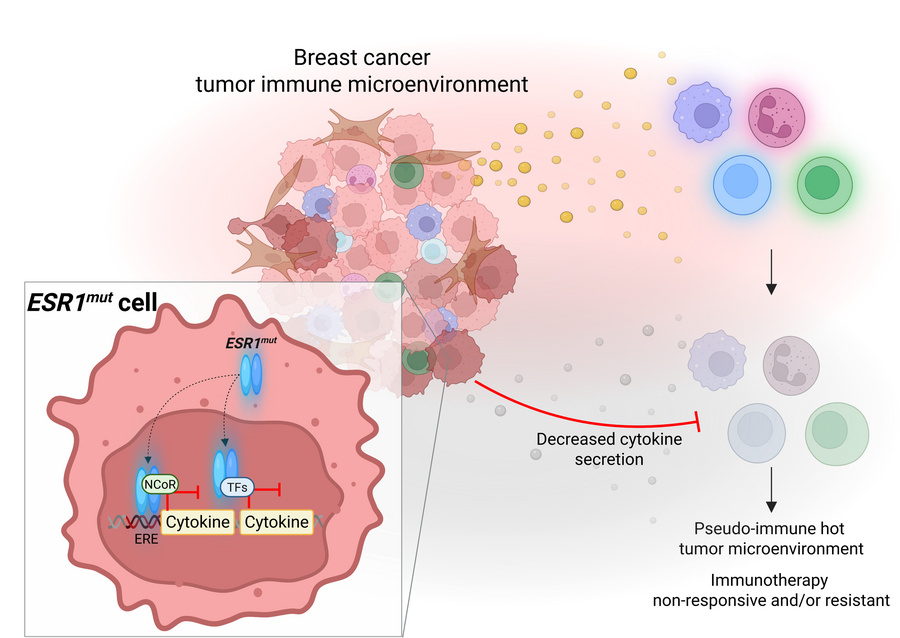 Activating mutations in ESR1 contribute to an immunosuppressive breast t...