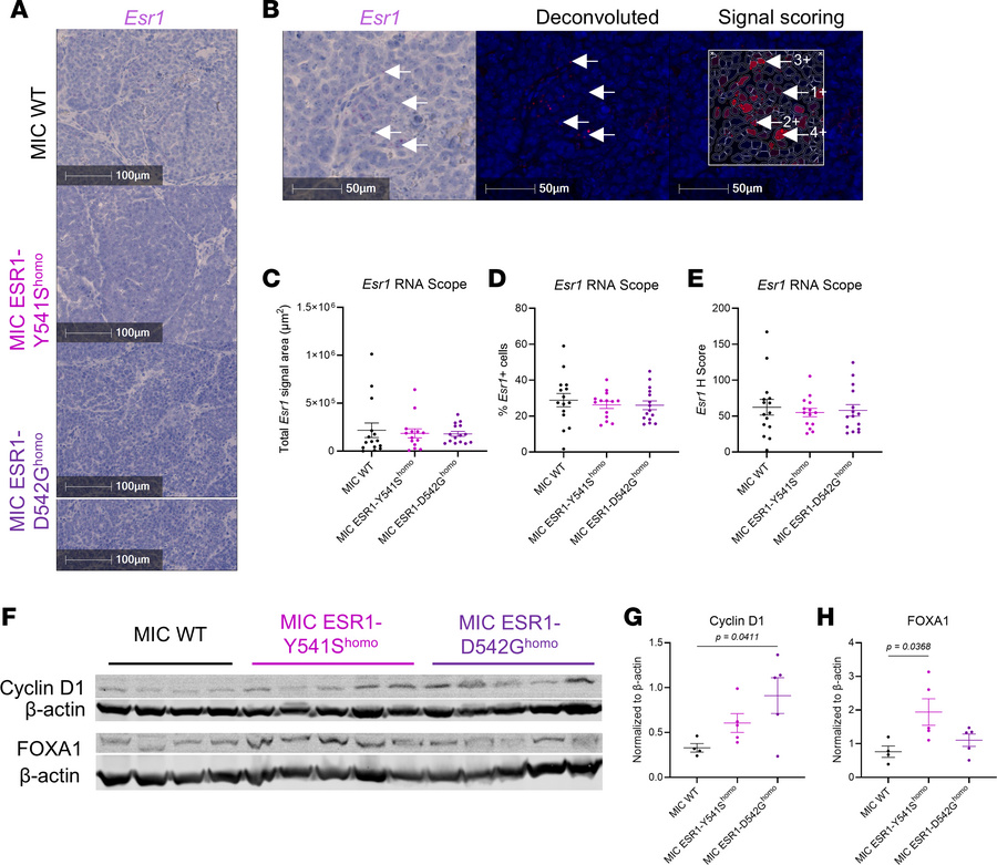 
Esr1 RNA abundance and ER activity validation in MIC WT and ESR1mut tum...