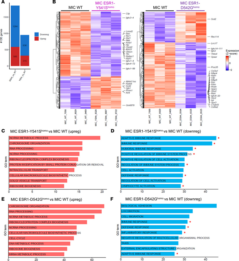 Bulk RNA-seq analyses on MIC WT, MIC ESR1-Y541Shomo, and MIC ESR1-D542Gh...