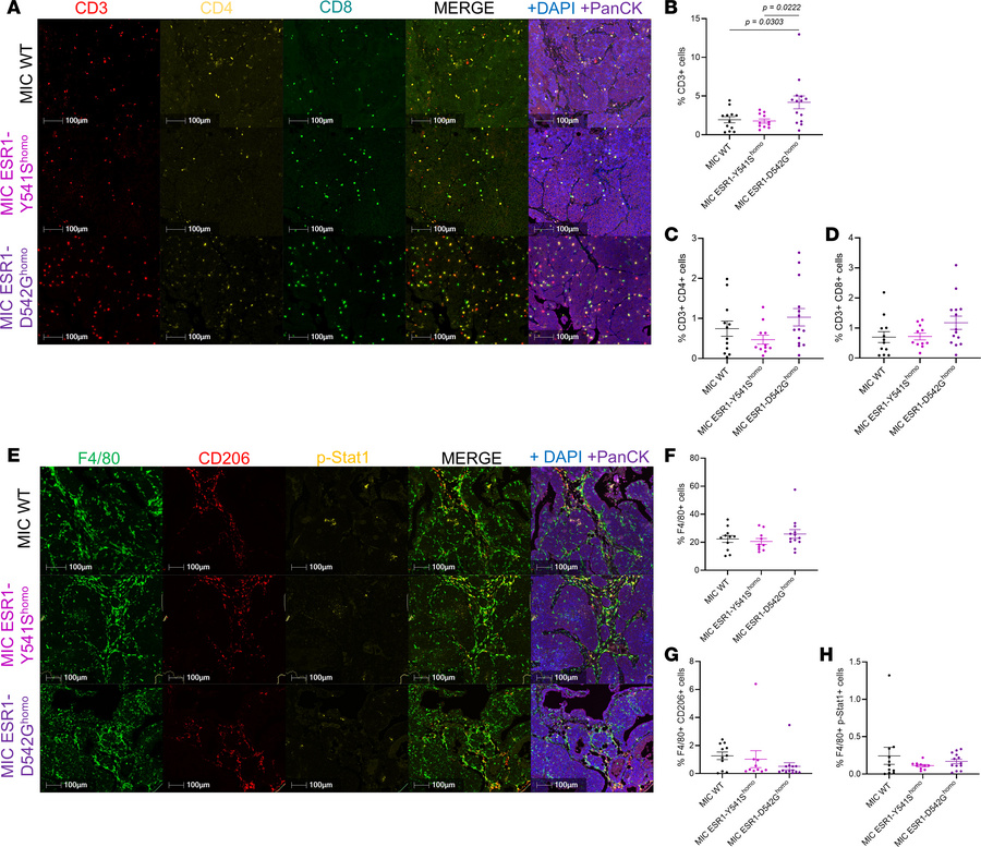 Characterization of T cell and macrophage populations in endpoint mammar...