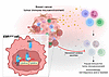 Activating mutations in ESR1 contribute to an immunosuppressive breast tumo