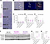 Esr1 RNA abundance and ER activity validation in MIC WT and ESR1mut tumors.