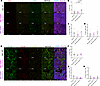 Characterization of T cell and macrophage populations in endpoint mammary t