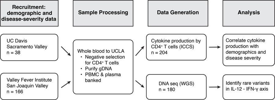 Flowchart demonstrating experimental design from recruitment to analysis.