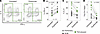 Dupilumab promotes IFN-γ production in individuals with Th2 skewing.