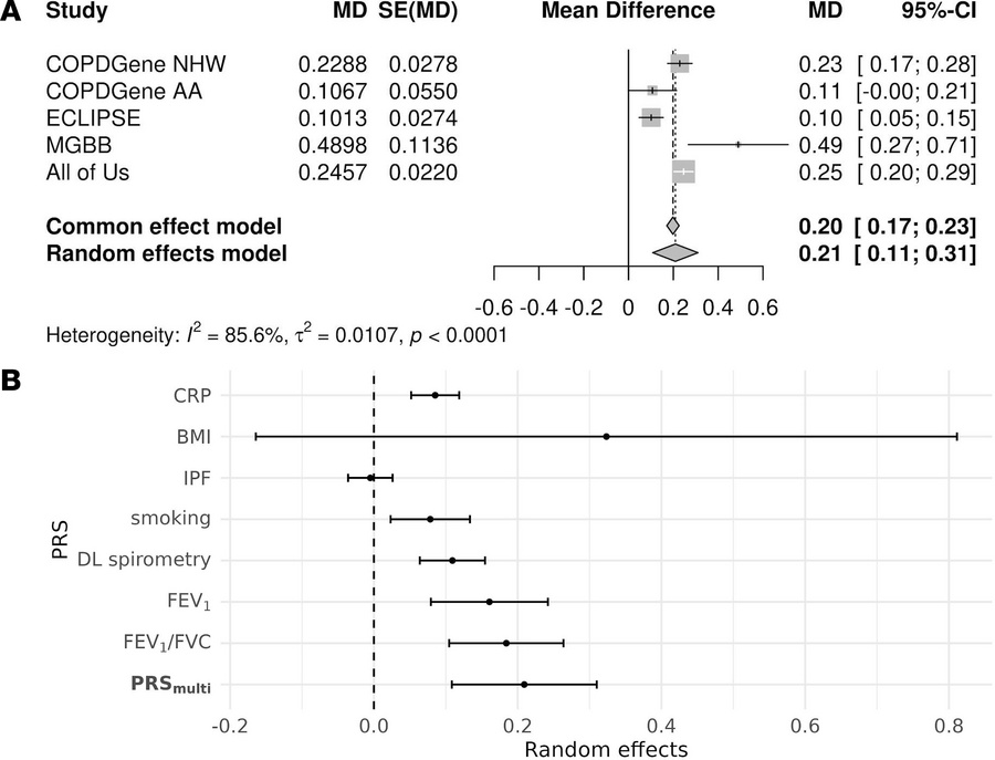 PRS is associated with COPD exacerbations.
(A) Meta-analysis forest plot...