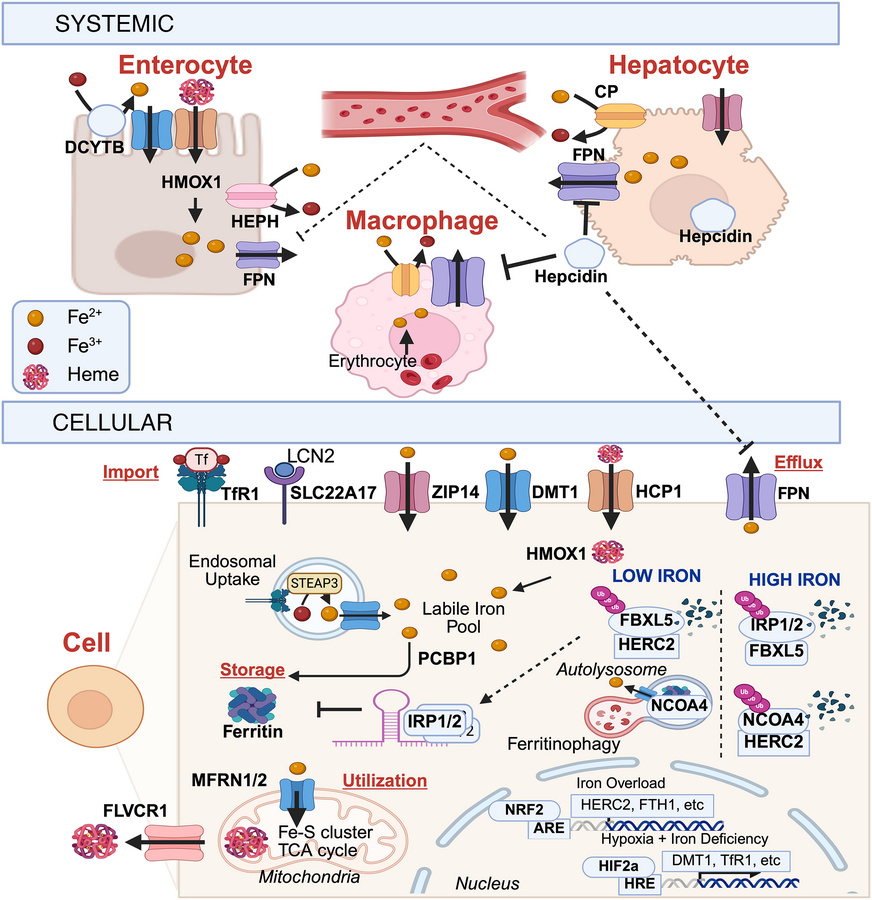 General iron homeostasis.
A schematic diagram showing systemic (top) and...