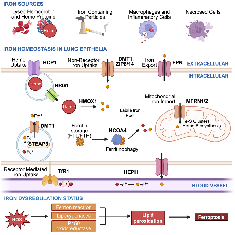 Lung iron homeostasis.
A schematic illustrating lung iron sources and re...