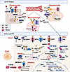 General iron homeostasis.