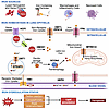 Lung iron homeostasis.