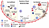 Role of iron regulation in alveolar repair.