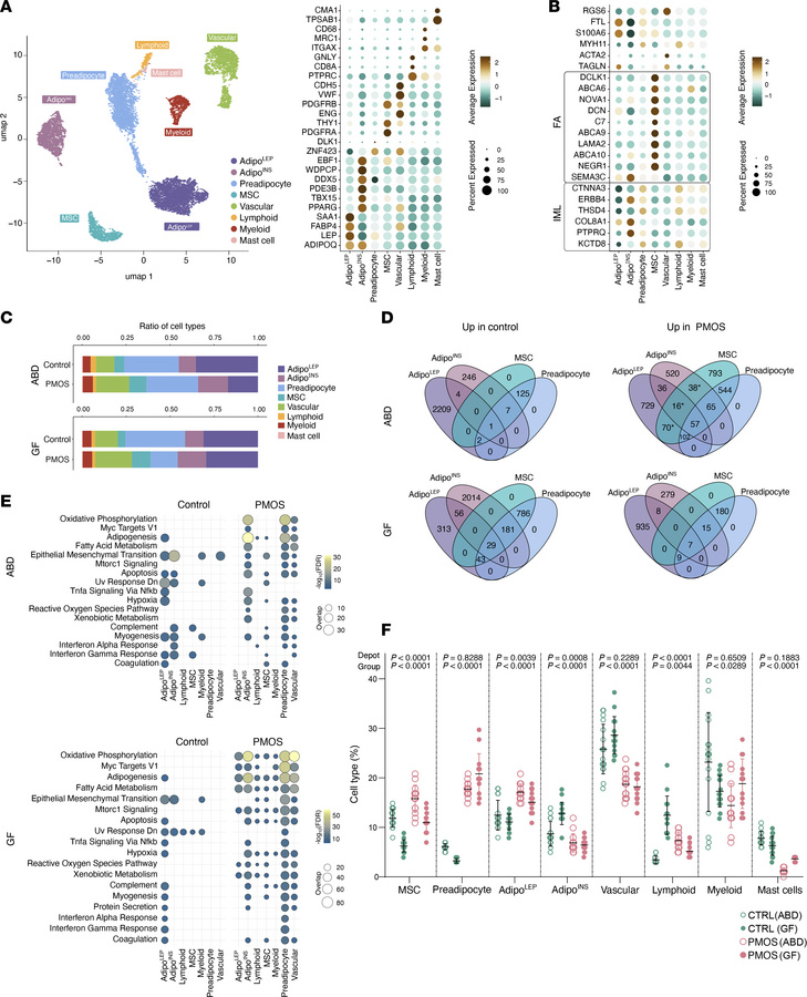 A single nuclei atlas of ABD and GF-AT in women with PMOS and BMI-matche...