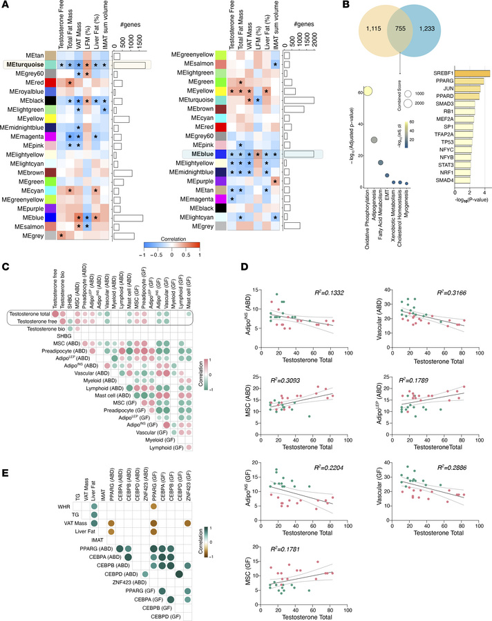 Association between testosterone level and SAT gene expression and cell ...