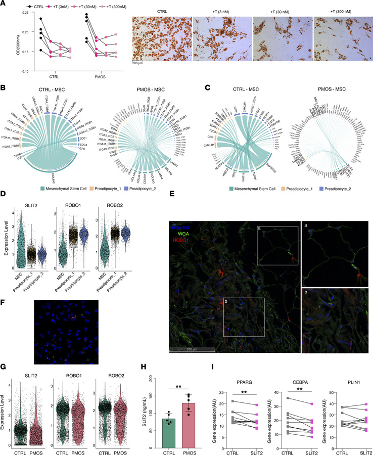 Potential interaction between MSC and Preadipocytes via SLIT2/ROBO pathw...