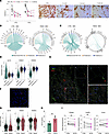Potential interaction between MSC and Preadipocytes via SLIT2/ROBO pathway.