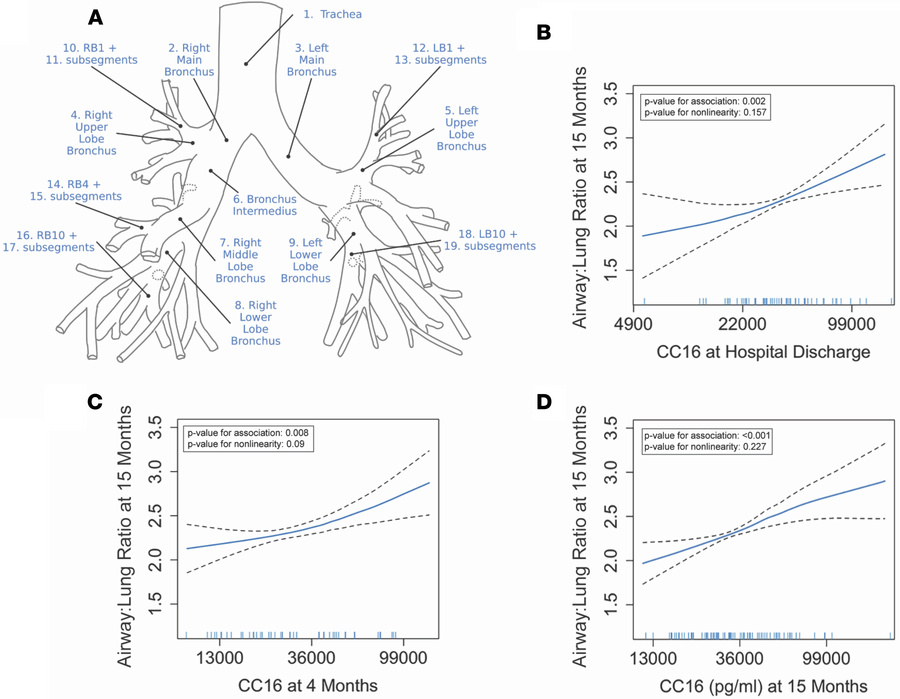 Associations of CC16 with airway-to-lung ratio measured on 15-month thor...