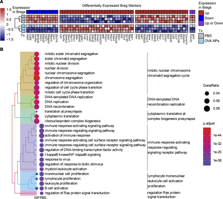 Bulk RNA-Seq of splenic B cells after OVA NP treatment.
Mice sensitized ...