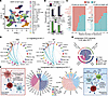 Single-cell RNA-Seq of the SILP identifies changes in B cell communication