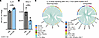 OVA NP treatment induces distinct IL-10+ regulatory B cell phenotype and cr