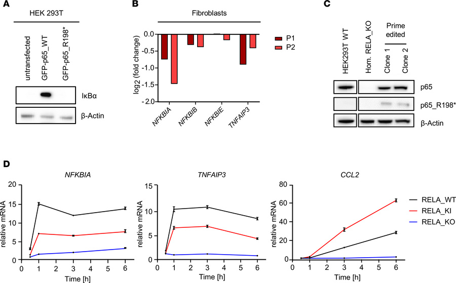 Impaired negative feedback control of NF-κB in patient cells and RELAR19...