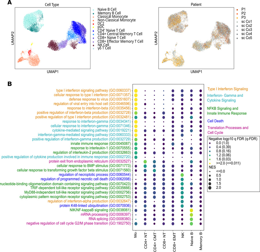 Cell type–specific transcriptomic alterations in RELA-perturbed patient ...