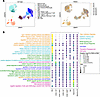 Cell type–specific transcriptomic alterations in RELA-perturbed patient cel