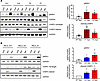 Increased sensitivity to apoptosis and necroptosis conferred by the RELAR19