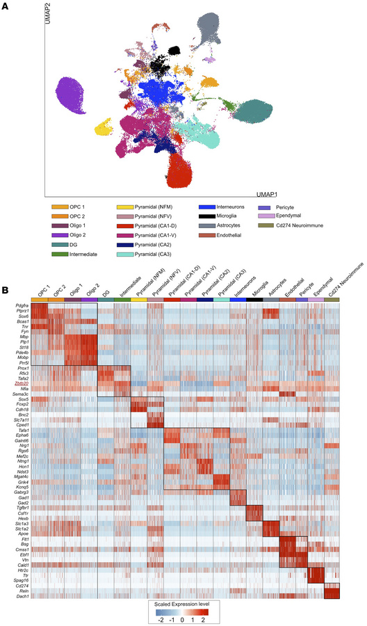 Classification and molecular markers of distinct lineages in the mouse h...