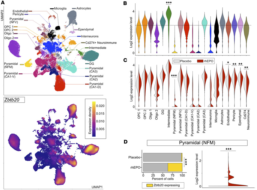 rhEPO induces Zbtb20 expression in the newly formed migratory pyramidal ...