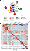 Classification and molecular markers of distinct lineages in the mouse hipp