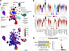 rhEPO induces Zbtb20 expression in the newly formed migratory pyramidal lin