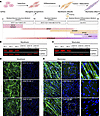 Phenotypic features of LGMD R2 hiPSC-derived skeletal muscle cells reveal d