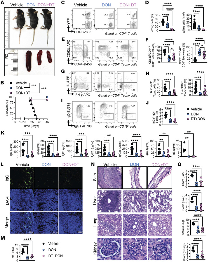 DON exerts beneficial effects independently of ΔTregs in Foxp3-deficient...