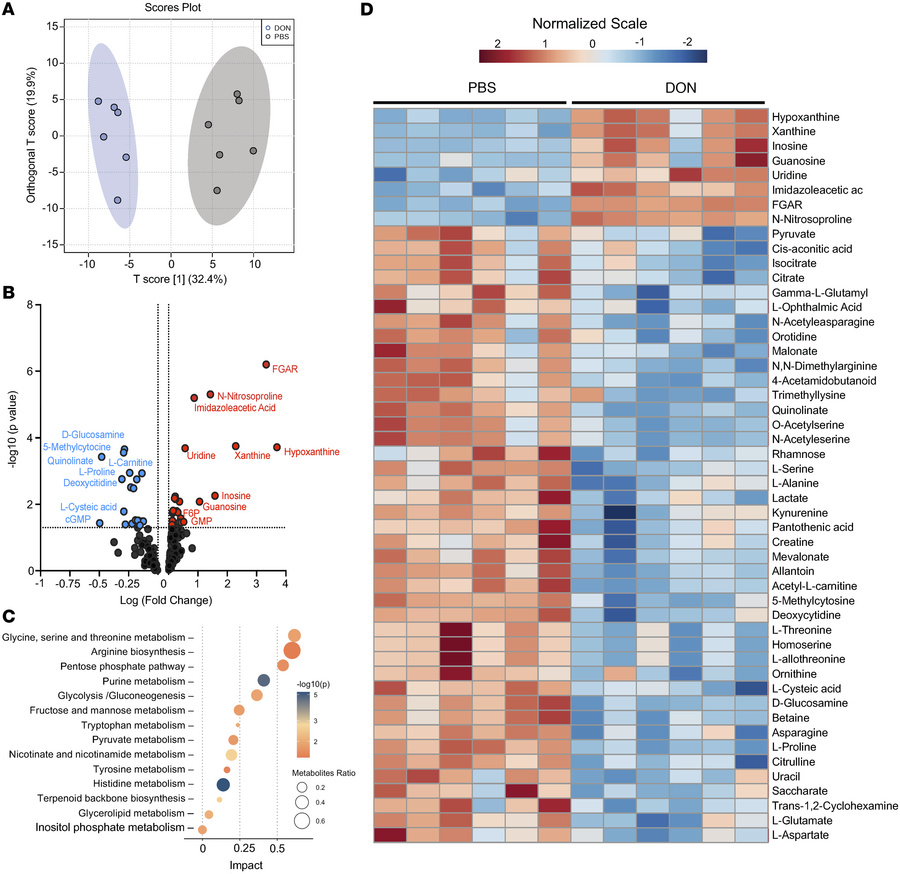 In vivo glutamine blockade alters purine and nonessential amino acid met...