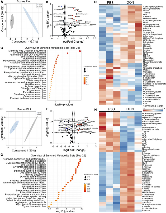 In vivo glutamine blockade in Foxp3-deficient mice alters T and B cell m...