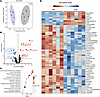 In vivo glutamine blockade alters purine and nonessential amino acid metabo