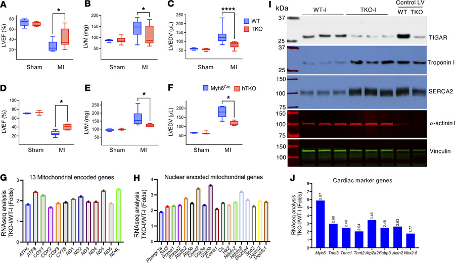 TIGAR knockout protects against post–myocardial infarction cardiac dysfu...