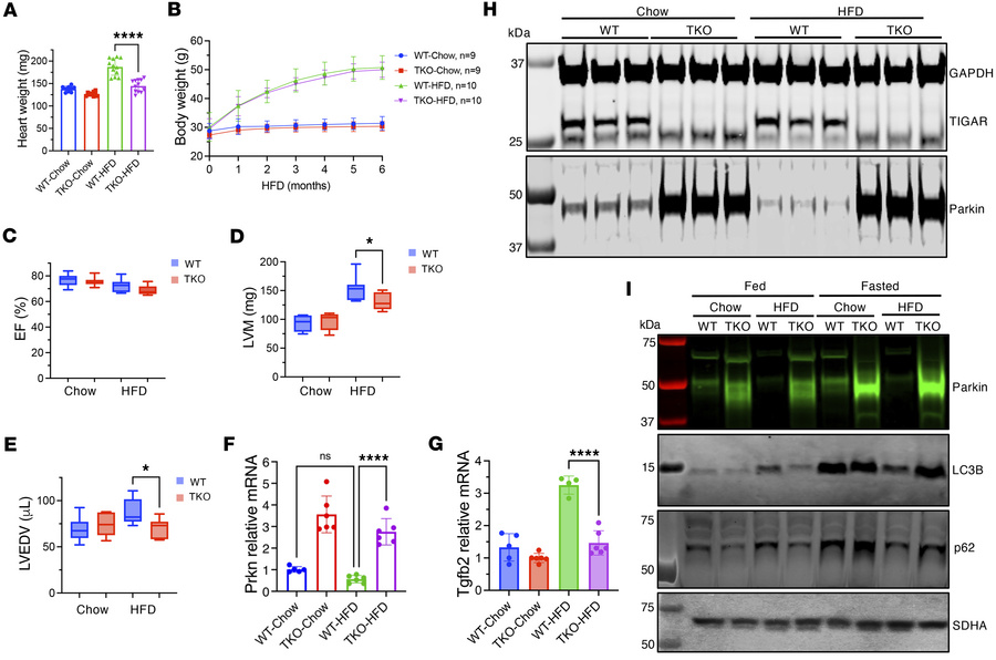 High-fat diet effects on cardiac function and mitophagy in WT and TKO mi...