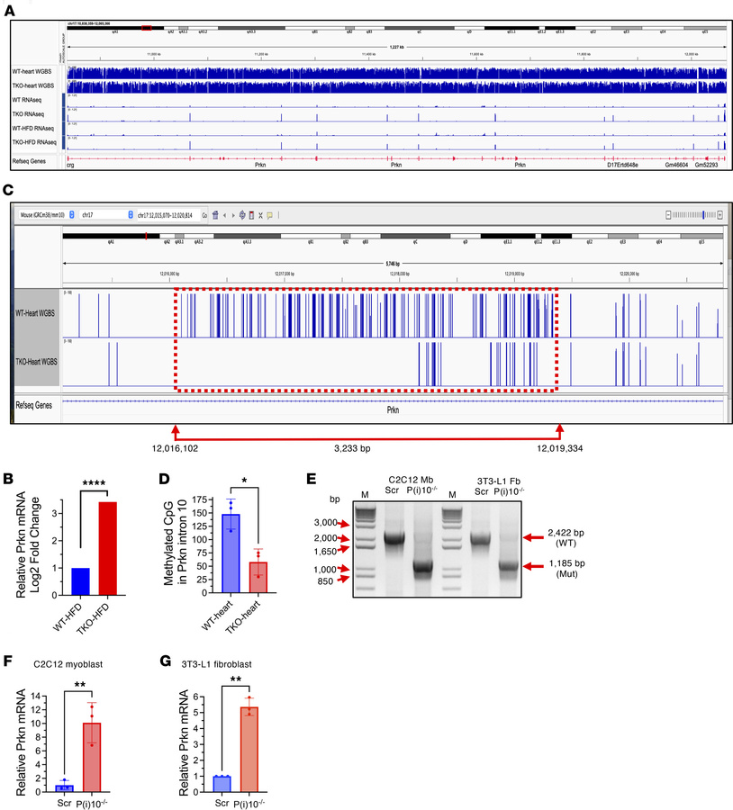Prkn gene body methylation patterns and Parkin expression regulation.
(A...