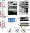 Parkin upregulation mediates cardiac protection in TKO and hTKO mice.