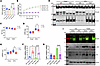 High-fat diet effects on cardiac function and mitophagy in WT and TKO mice.