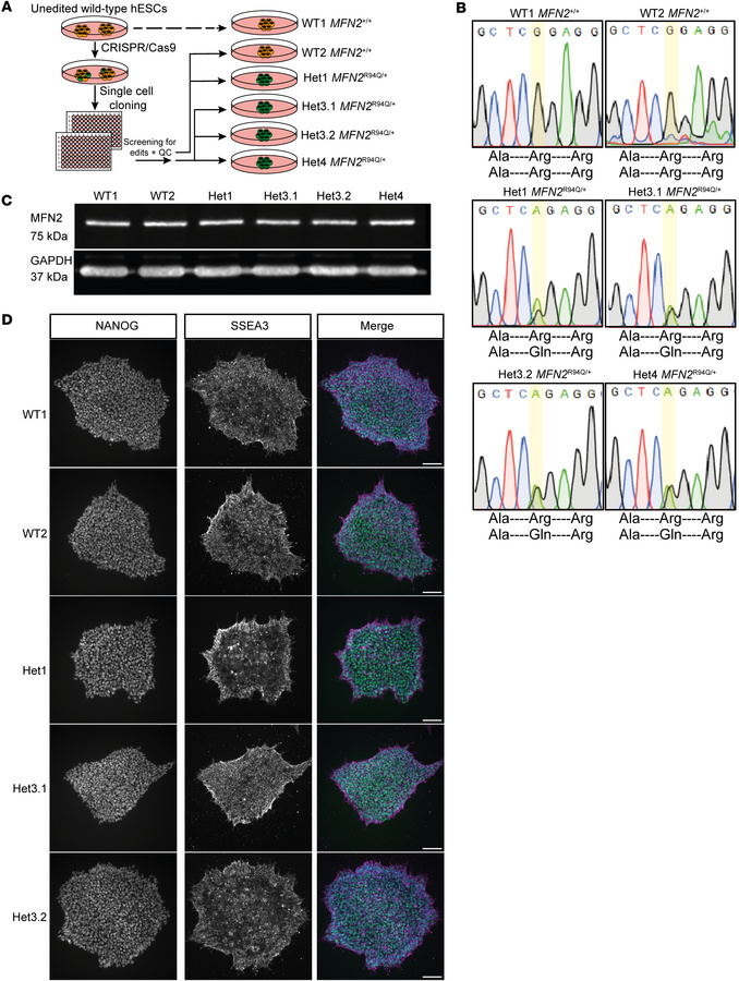 Generation of isogenic MFN2R94Q/+ and MFN2+/+ hESC clones using CRISPR/C...