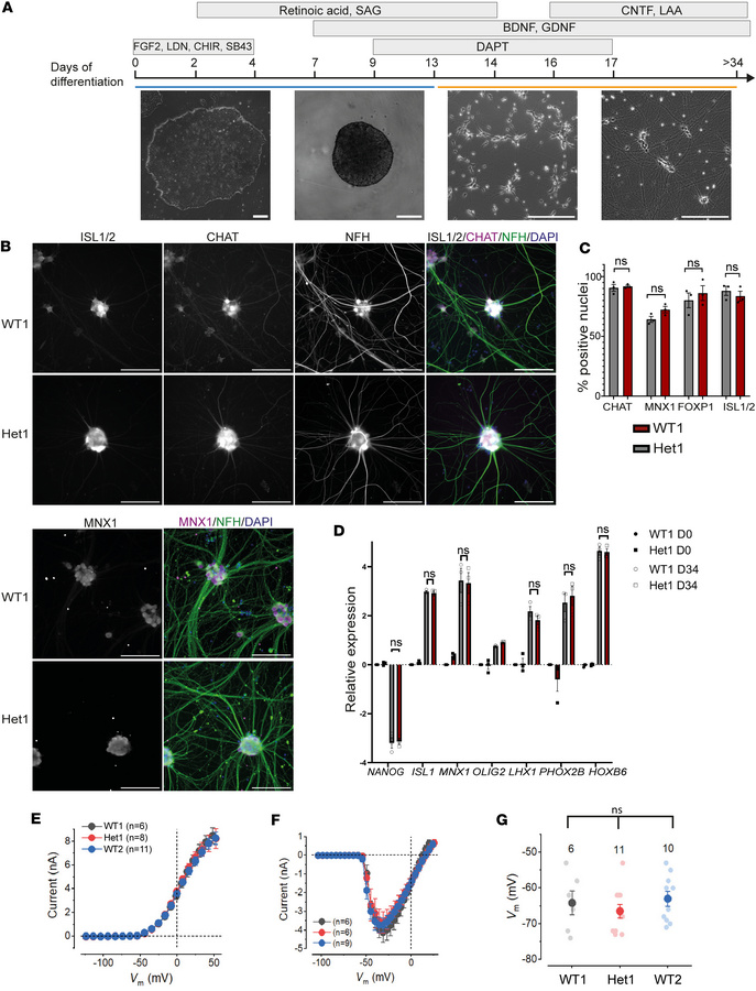 Generation of limb-innervating motor neurons from isogenic MFN2R94Q/+ an...
