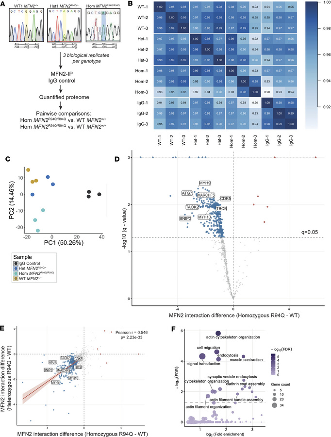 Quantitative MS identifies dose-dependent disruption of the MFN2 interac...